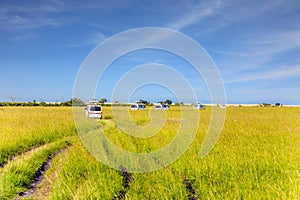 Tourist jeeps in the grassy savannah