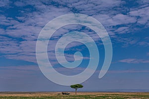 Tourist Landcruiser vehicle Toyota van parked next to lone tree Hilly Mountains Savannah Grassland wilderness at the Maasai Mara N