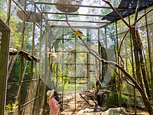 Lories in the Vinpearl Safari Zoo Park in Phu Quoc, Vietnam