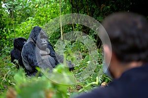 Encounter of tourist and mountain gorilla in African jungle. photo