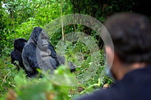 Encounter of tourist and mountain gorilla in African jungle.