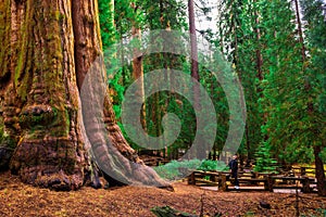 Tourist looks up at a giant sequoia tree photo