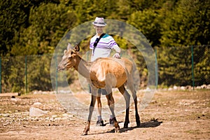 Tourist man touching young deer by hand in  zoo