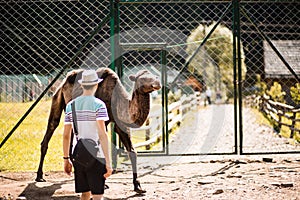 Tourist man walk in zoo with camel. animals in captivity