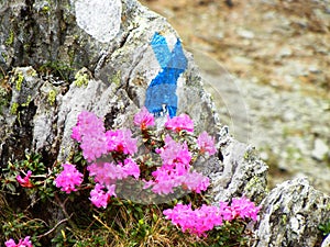 Tourist mark on a rock in the mountains surrounded by pink flowers