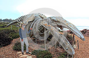 A Tourist Observes a Large Gray Whale Skeleton photo