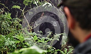 Tourist observing mounta gorilla