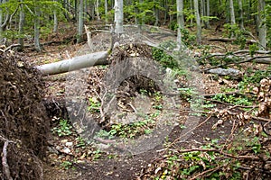 Tourist path blocked by fallen beech trees, Temes rock, Slovakia