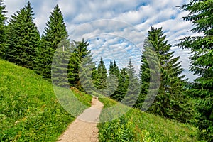 Turistický chodník v lese, národný park Malá Fatra, Slovensko. Zelené čerstvé stromy, modrá obloha. Trasa na Malý Rozsutec