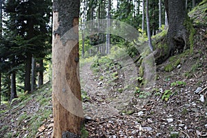 Tourist path near the dead spruce tree