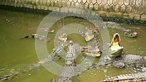 Tourist people feeding animal,Crocodile farm,vietnam
