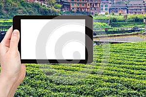 tourist photograph tea field in Chengyang