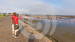 Tourist photographing flamingos at Walvis Bay