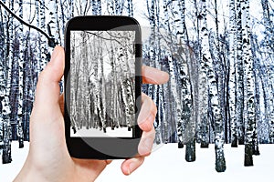 Tourist photographs of birch grove in cold winter