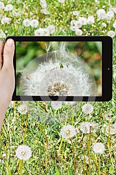 Tourist photographs of dandelion blowball