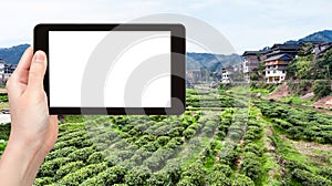 tourist photographs green tea field in Chengyang