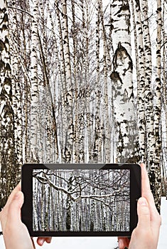 Tourist photographs of snow covered birch branch