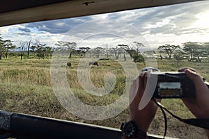 tourist photographs a wild leopard during a safari tour in Kenya and Tanzania. Concept Travel and adventure through wild