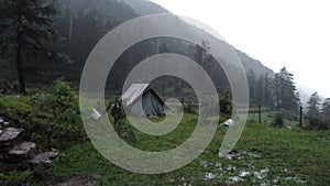 A tourist place in the meadows with a camp amid deodar tree forest and mountains in the background. Uttarakhand India