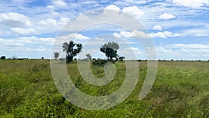 Tourist POV, safari vehicle driving in Africa Safari. Tourism Game reserve