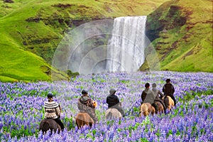 Tourist ride horse at Skogafoss waterfall Iceland