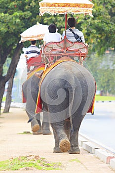 Tourist riding on elephant back walking on side road to watching