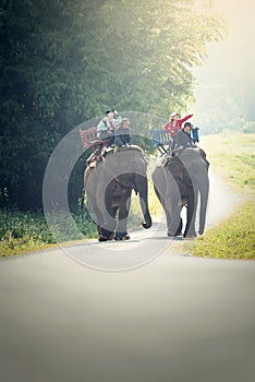 Tourist riding on elephants Trekking