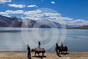 Tourist riding yak beside Pangong Lake (Pangong Tso)