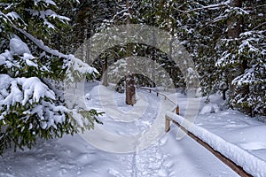 Tourist route in snowy winter pine thee forest, beautiful nature, outdoor travel background