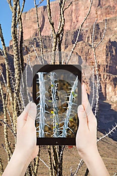 Tourist shooting photo of cactus in Grand Canyon