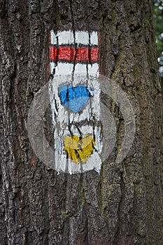 Tourist signs on the bark of trees - orientation during a forest walk