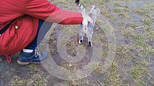 Tourist squatting and petting cute cat, village domestic pet, animal lover