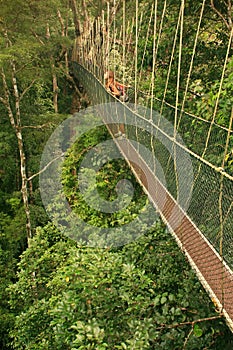 Tourist standing on canopy walkway, Taman Negara National Park,