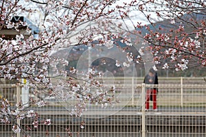 Tourist standing at a corner on a railway platform with Sakura cherry blossoms in spring season in Umahori , Kyoto, Japan