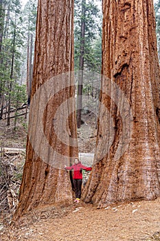 Tourist standing between giant sequoias in Yosemite National Park in California