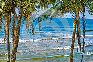 Tourist surfeurs Palm trees Lakshawaththa Beach Matara Sri Lanka Ceylon