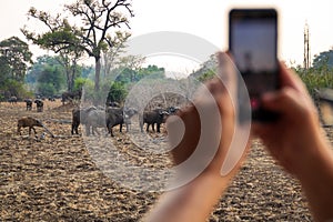 Tourist takes photos with mobile phone at game drive