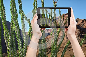 Tourist taking photo of cactus in Grand Canyon