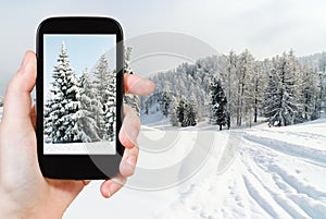 Tourist taking photo of snowbound fir trees