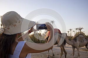 Tourist taking a picture with the smartphone of the dromedaries and Arabian camels in the palm grove of Marrakech