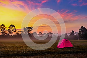 Tourist tent in forest camp among meadow sunrise