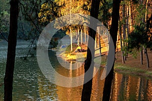 Tourist tent in green forest