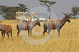 Tourist with Topi, damaliscus korrigum, Group in Savannah, Masai Mara Park in Kenya