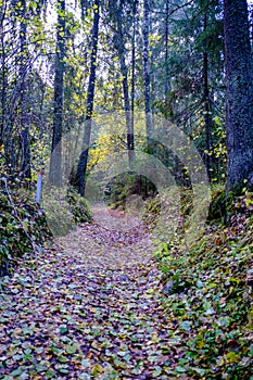 Tourist trail in forest in autumn