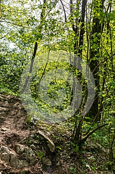 Tourist trail in the forest illuminated by the setting sun