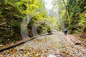 Tourist trail in woods