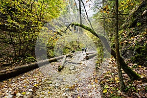 Tourist trail in woods