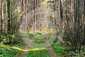 Tourist trail in woods