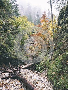 Tourist trail in woods - vintage retro look