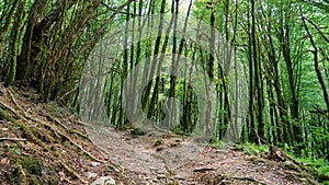 Tourist trail in yew-boxwood grove in Sochi
